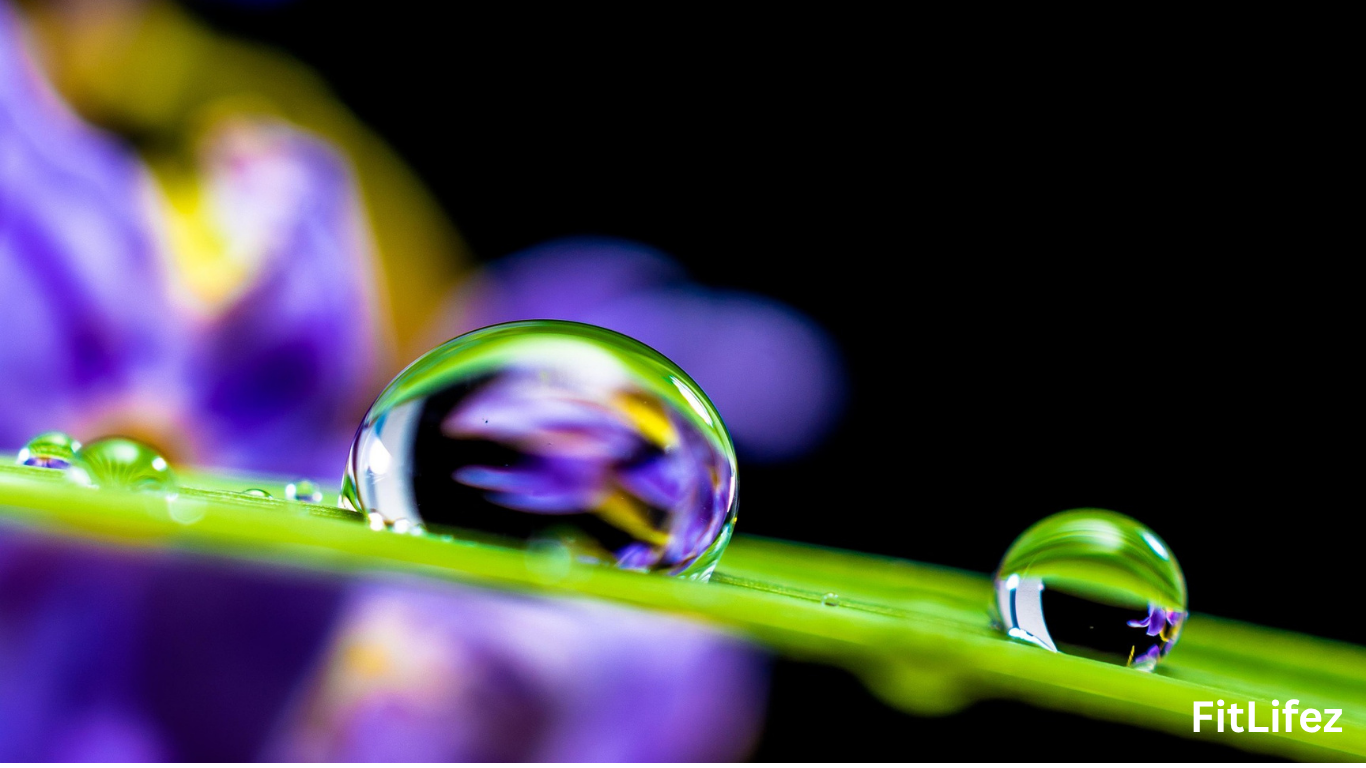Best Herbs for Mental Clarity and Focus