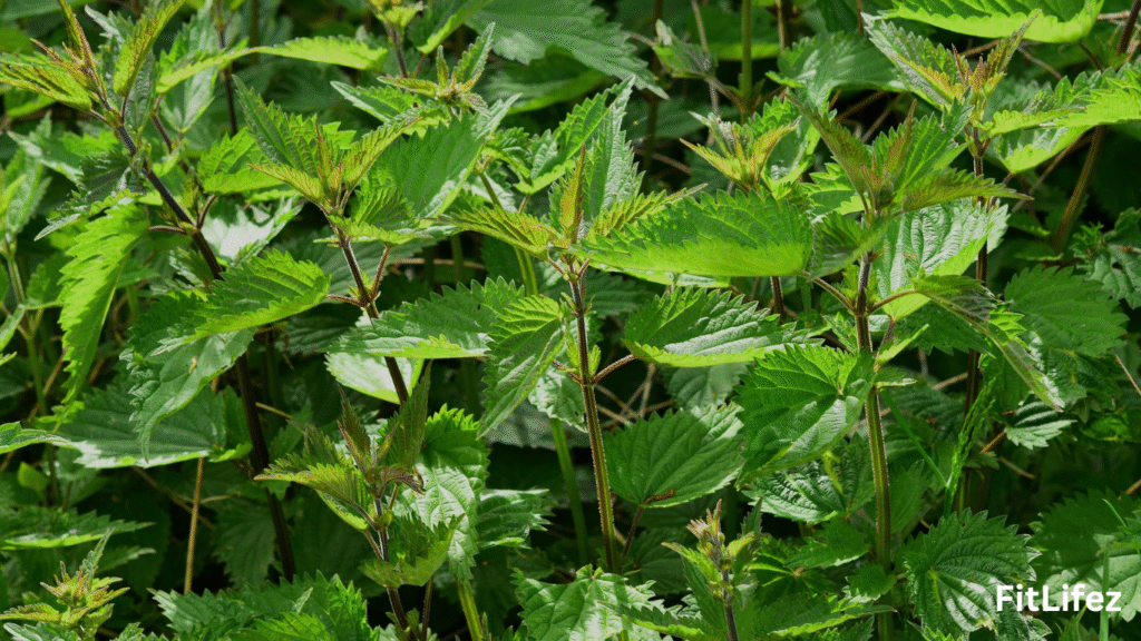 Best Herbs for Mental Clarity and Focus