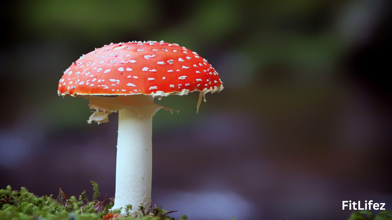 Adaptogen Mushroom Blend for Mental Clarity