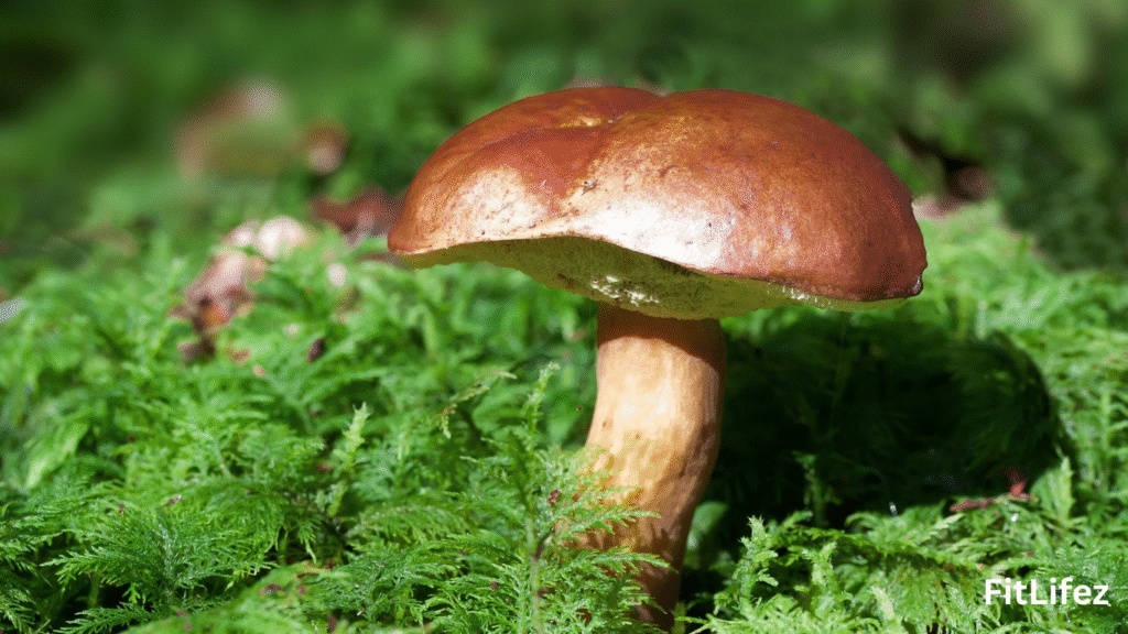 Adaptogen Mushroom Blend for Mental Clarity